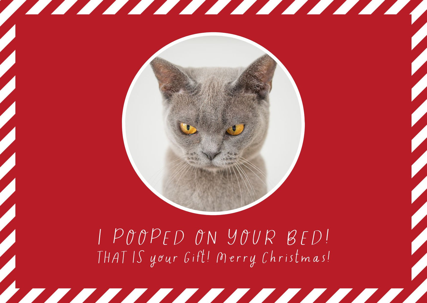 Cat Christmas Card